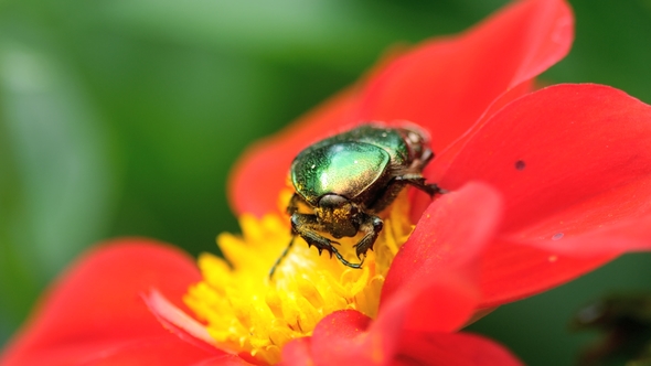 Cetonia Aurata on the Red Dahlia Flower