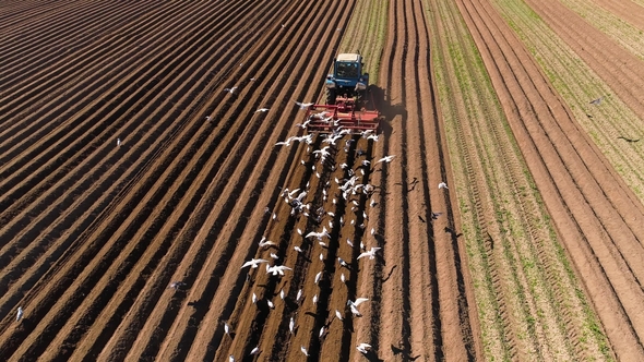 Agricultural Work on a Tractor Farmer Sows Grain. Hungry Birds Are Flying Behind the Tractor