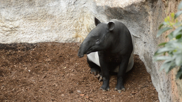 Malayan Tapir in a Natural Park