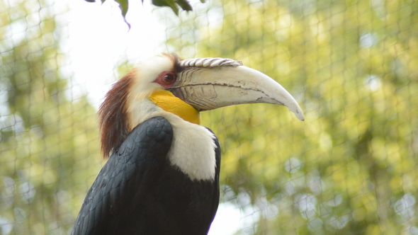 Wreathed Hornbill