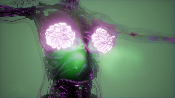 Human Body with Visible Glow Mammary Gland alt