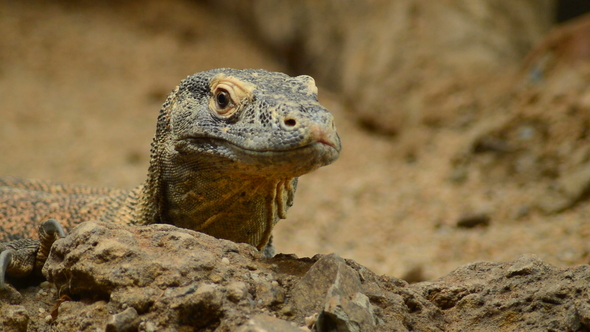 Komodo Dragon or Komodo Monitor