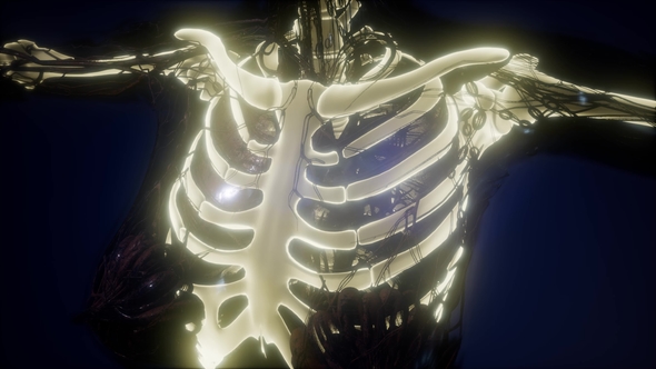 Human Body with Visible Skeletal Bones alt