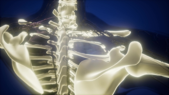 Human Body with Visible Skeletal Bones alt