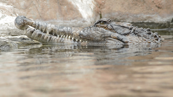 Crocodile, False Gharial or Tomistoma, in the Riv