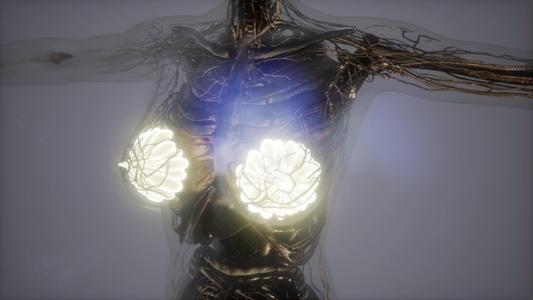Human Body with Visible Glow Mammary Gland alt