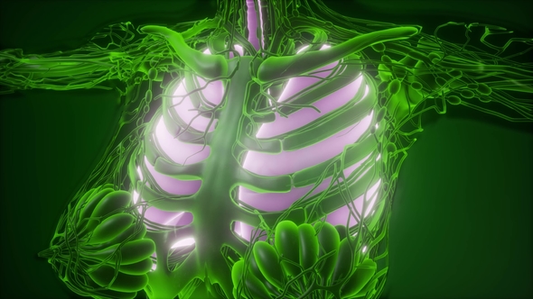 Human Body with Visible Lungs alt