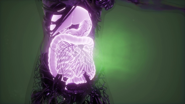 Human Body with Visible Digestive System alt