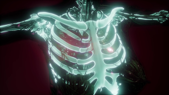 Human Body with Visible Skeletal Bones alt