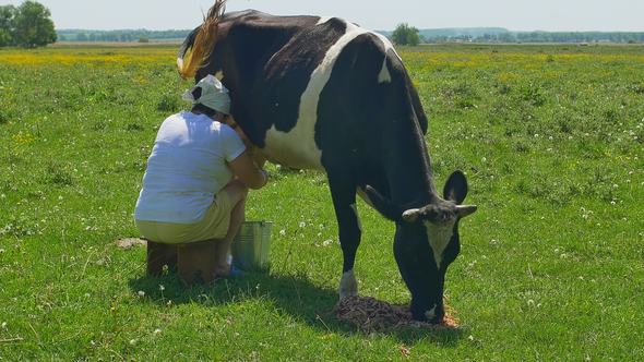 Milker Milk Cow on a Green Field