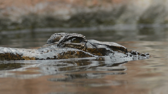 False Gharial or Tomistoma Submerging in a River