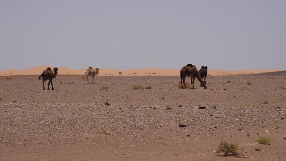 Herd dromedary camels walking away 