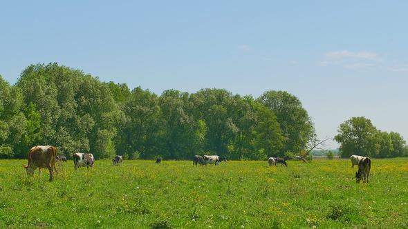 Cows Grazing on a Green Meadow