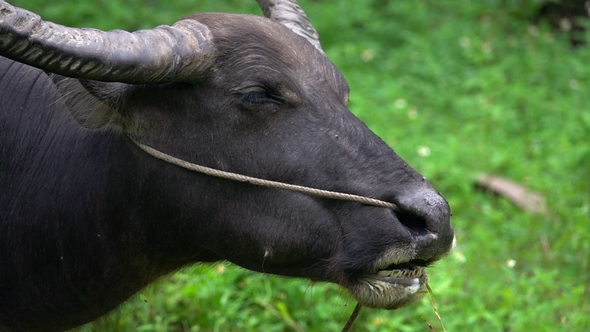 Portrait of Thai Water Buffalo (Bubalus Bubalis) Chewing Grass