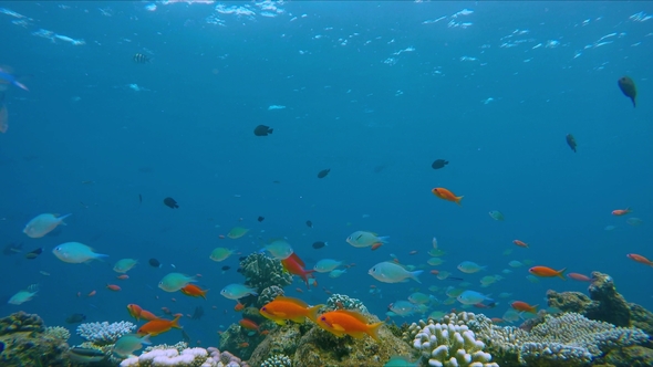 Lively Coral Reef Edge with a Lot of Colorful Fish
