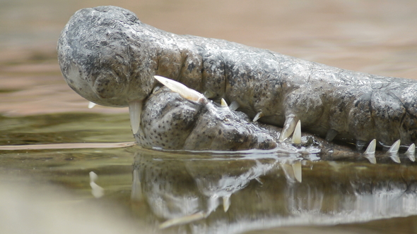 Teeth and Mouth of a False Gharial or Tomistoma