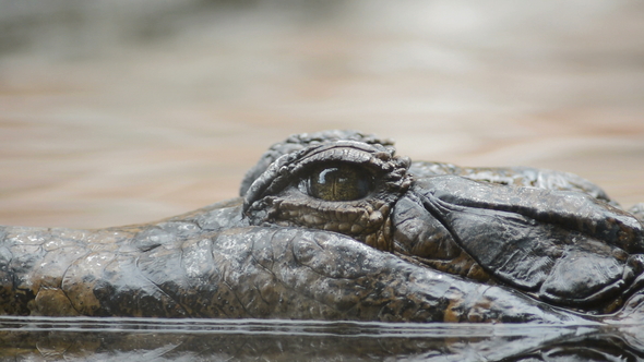 Eye of Crocodile in a River