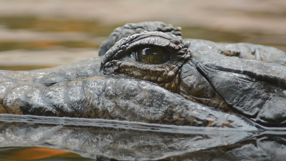 Crocodile Floating in the River