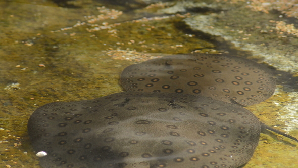 Ocellate River Stingray in a River