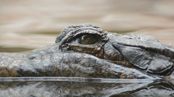 Eye of Crocodile Floating in the River