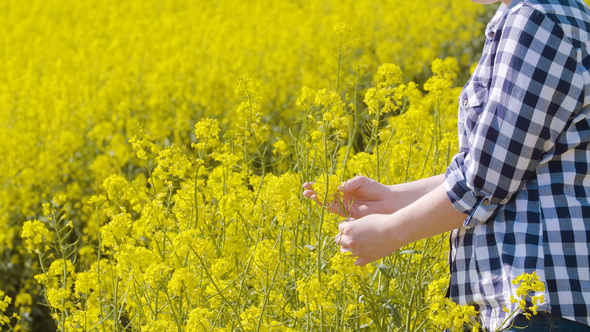 Farmer Examining Rapeseed Blooming Plants