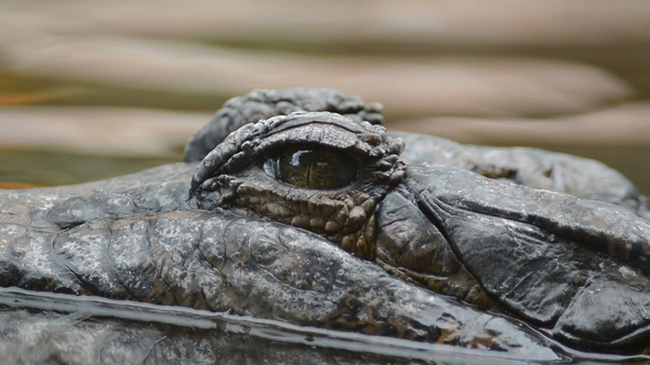 Tomistoma Floating in the River