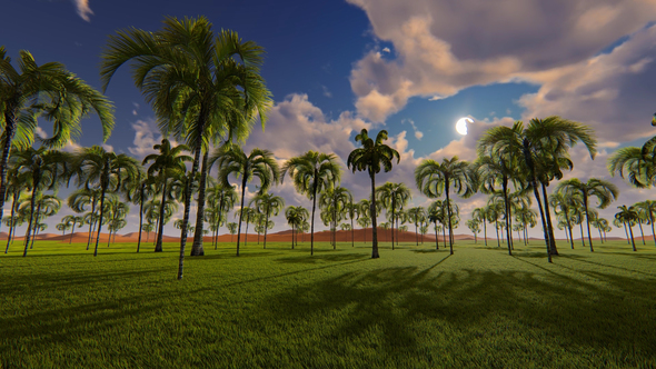 Movement Among Palms And Sunrise alt