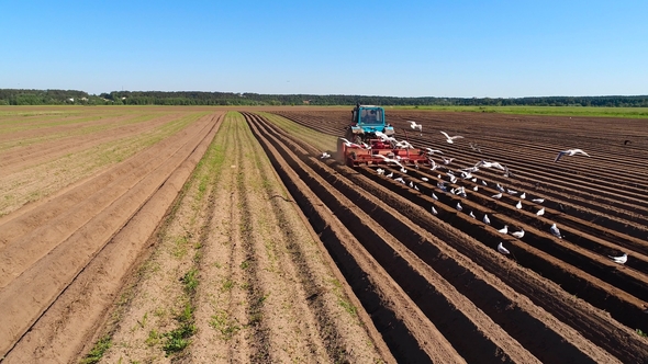 Agricultural Work on a Tractor Farmer Sows Grain. Hungry Birds Are Flying Behind the Tractor