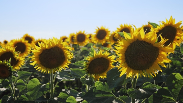 Walking Thru a Sunflower Field on a Sunset.