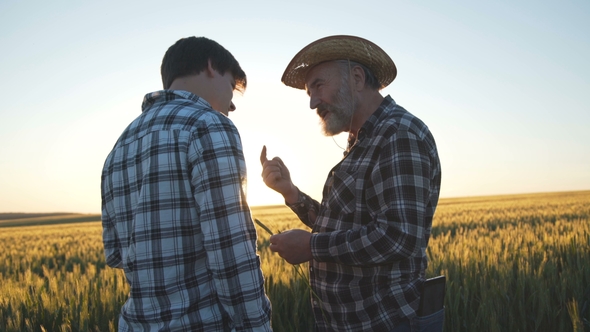 The Old Farmer Holds Wheat Ear and Explains His Son About Harvest