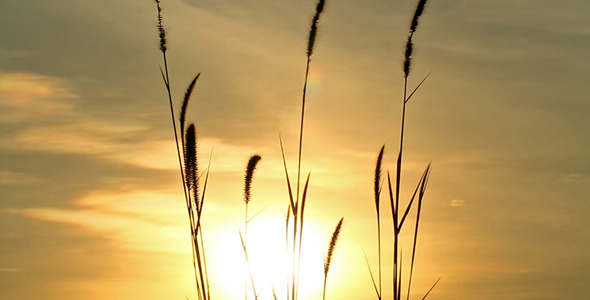 Lalang Grass At Sunset Full HD