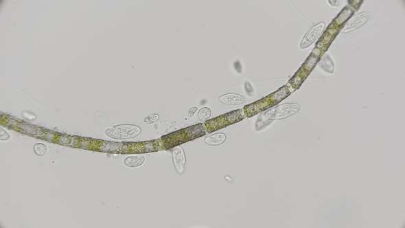 Colony of Paramecium Infusorium Feeding on Algae Under a Microscope alt
