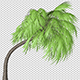 Curly Palm Tree - VideoHive Item for Sale