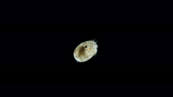 Ostracoda under a microscope, Cypridinidae family, Myodocopida Order