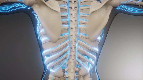 Blood Vessels of Human Body alt