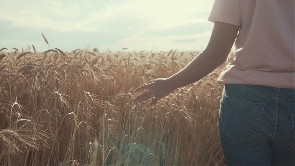 of Woman's Hand Running Through Organic Wheat Field, Steadicam Shot. Sun Lens Flare. Girl's Hand