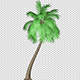 Coconut Palm Tree - VideoHive Item for Sale