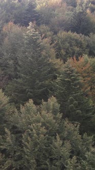 Aerial View of Trees in the Forest