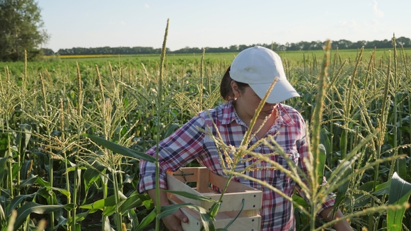 Farmer in a Field of Corn with a Wooden Box