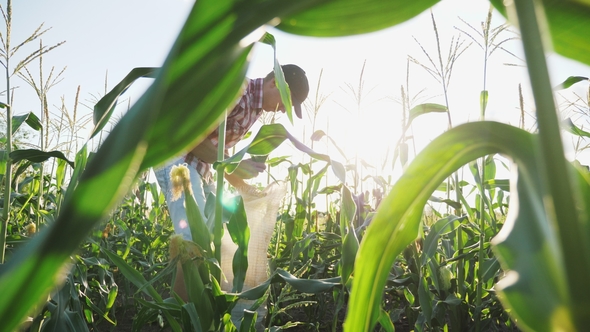 Farmer Harvesting Corn at Field