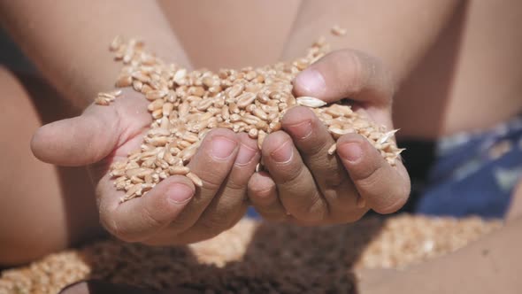 Hands of Child Touching and Sifting Wheat Grains in a Sack. Wheat Grain in a Hand After Good Harvest