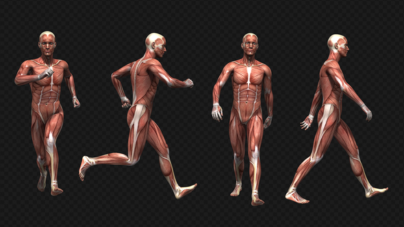 Medical Muscle Anatomy - Walk And Run (4-Pack) alt