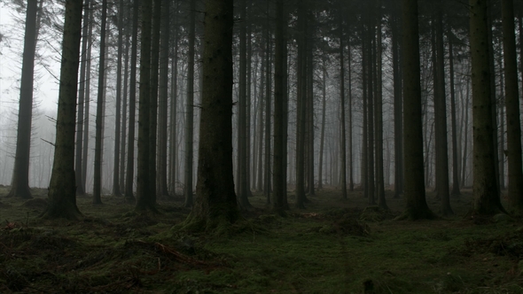 Eerie Forest