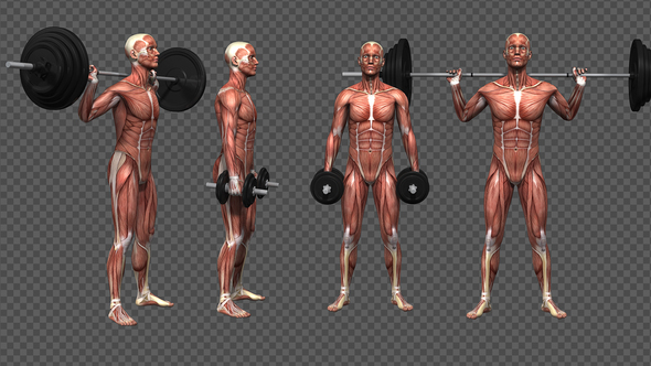 Muscle Anatomy - Barbell Exercises (4-Pack) alt