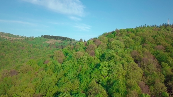 Drone Shot Moving Forward To Pine Woods Forest and Mountain Valley in Summer Day Europe Alps