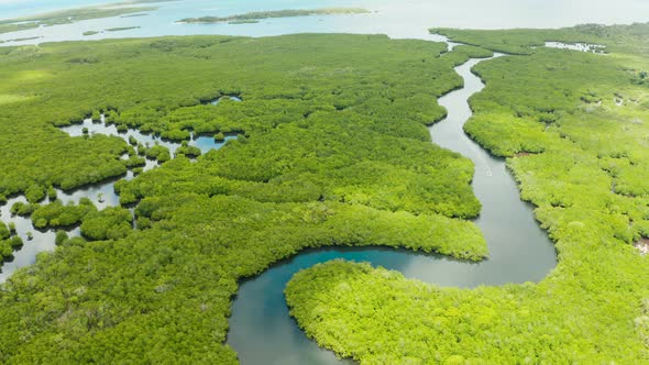 Aerial View of Mangrove Forest and River.