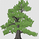 Japanese Pine Tree - VideoHive Item for Sale