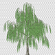 Willow In The Wind - VideoHive Item for Sale