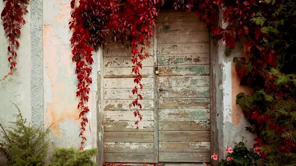 Painted old door with lock in the garden