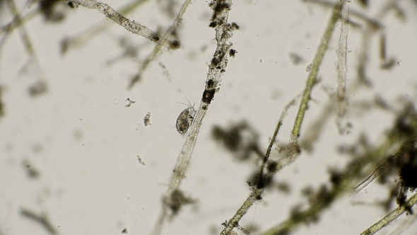 Cyclops Nauplius Hid on a Branch of Old Algae for Hunting, Under a Microscope